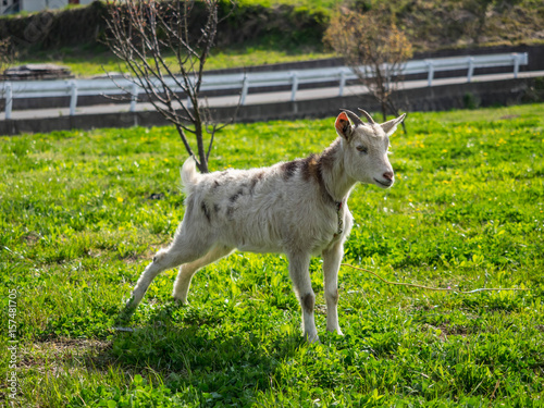 Little goat which has red strap in a green field is looking for something.