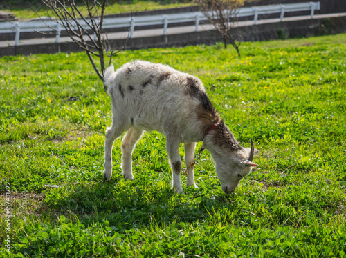 Little goat which has red strap in a green field is eating grass.