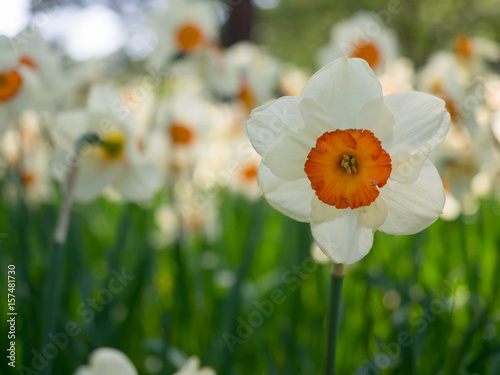 Fototapeta Naklejka Na Ścianę i Meble -  Beautiful Narcissus with white and orange color is blooming and nature background
