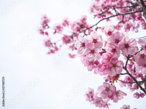 Beautiful pink sakura or cherry blossom is blooming with natue background
