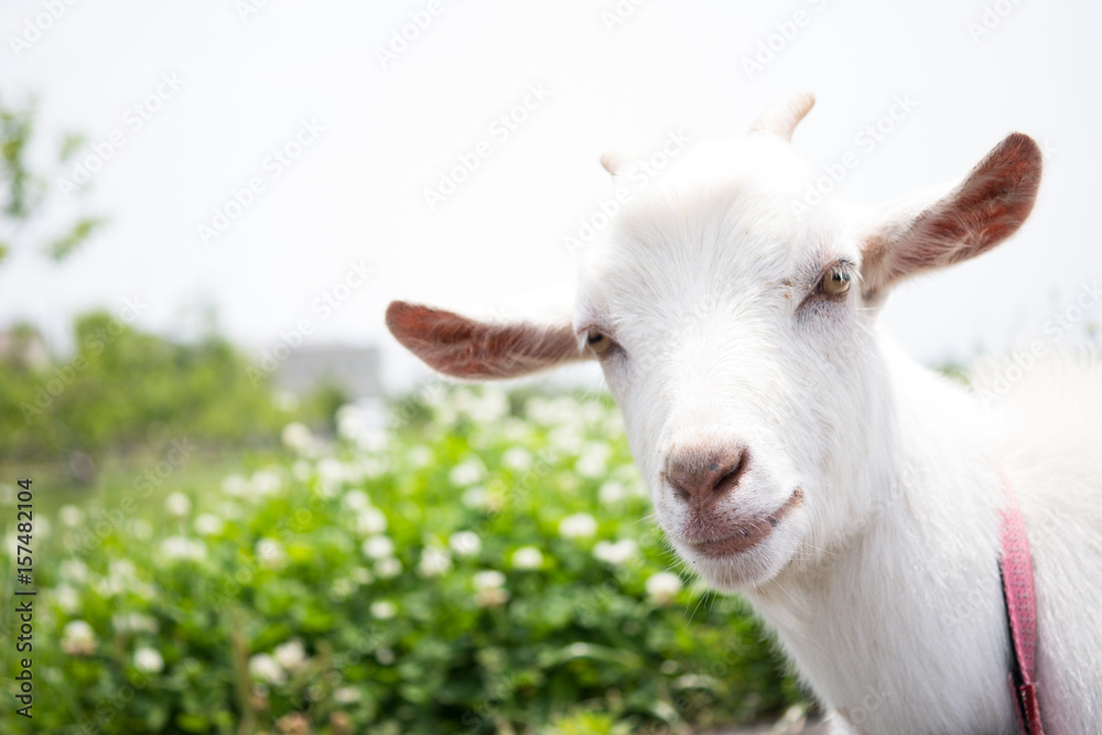 Goat in the garden