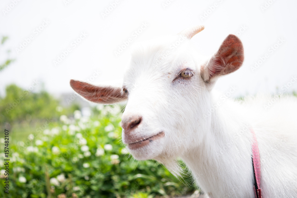 Goat in the garden