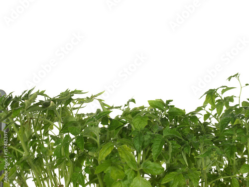 Green shoots of seedling tomato isolated on white background.