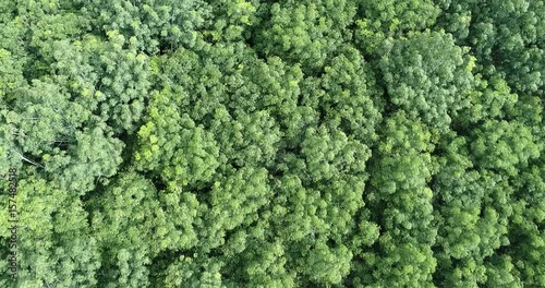 Aerial view of  rianforest of thailand. photo