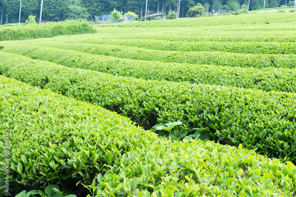 Ibi tea in Gifu prefecture / Tea plantation Ibi tea in Gifu prefecture / Tea plantation