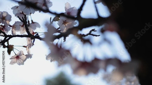 早朝の桜