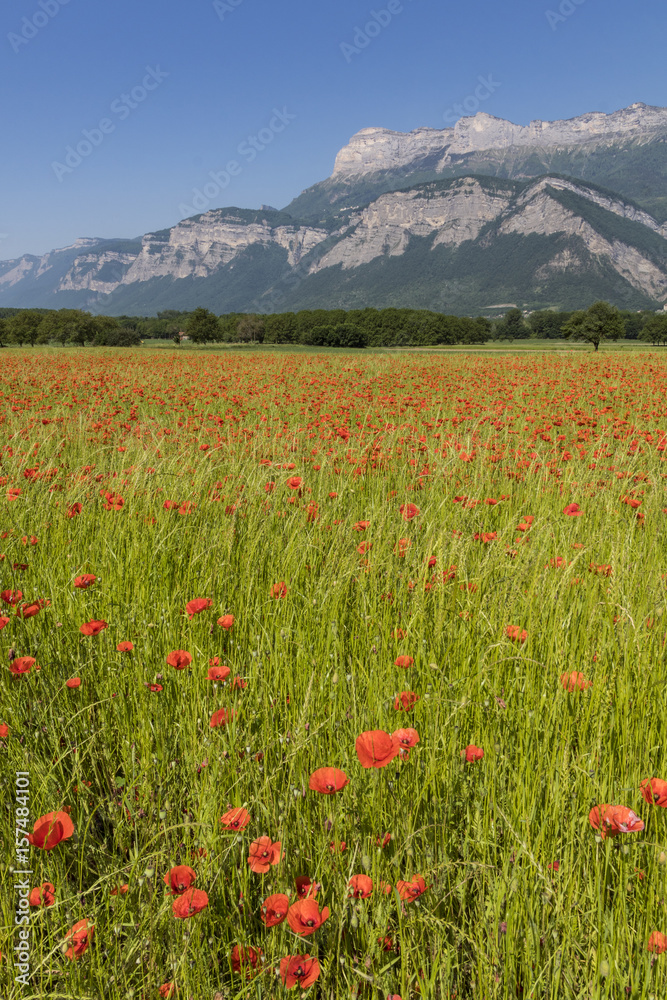 Obraz premium Coquelicots - Isère - Grenoble.