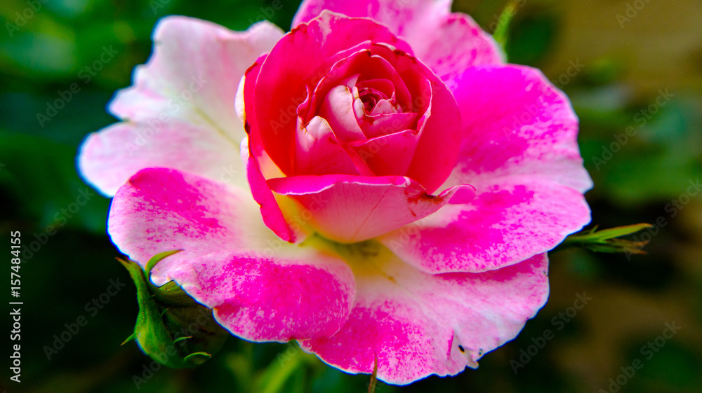 Fototapeta premium Flowers