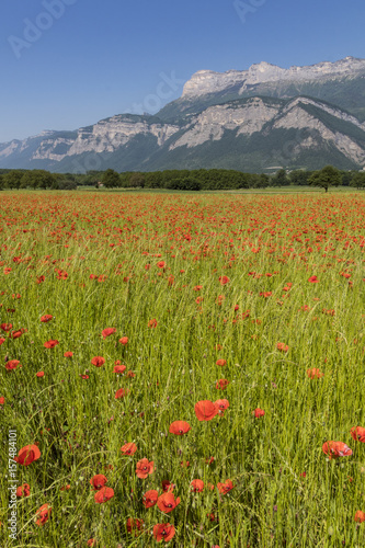 Coquelicots - Isère - Grenoble.