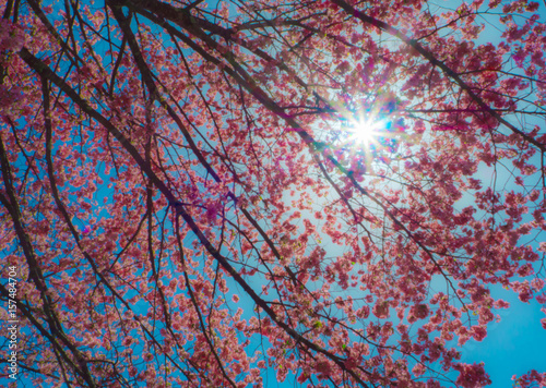 Beautiful blur pink sakura or cherry blossom branch under view sunlight
