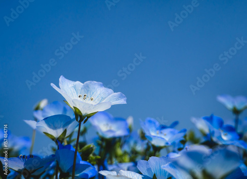Blue nemophila flowers in sky background.