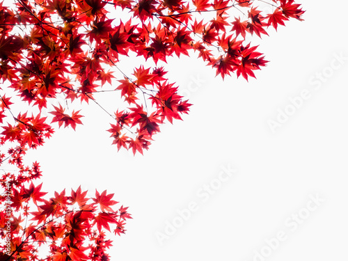 Beautiful red leave branch and white background