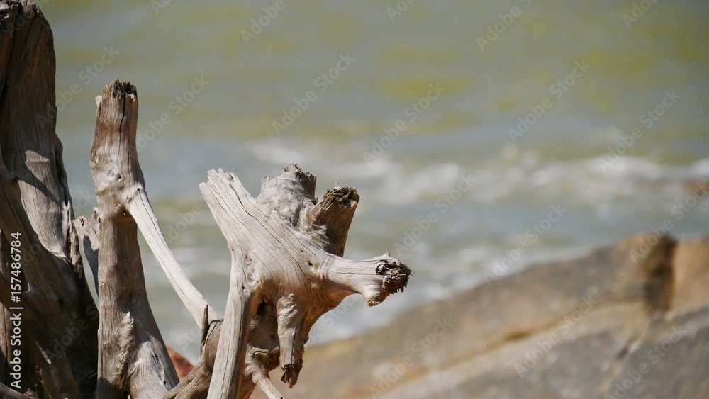 Dead tree limbs on the beach Dead tree stumps on the beachside add attraction especially for photographers Dead tree limbs on the beach Dead tree stumps on the beachside add attraction especially for photographers