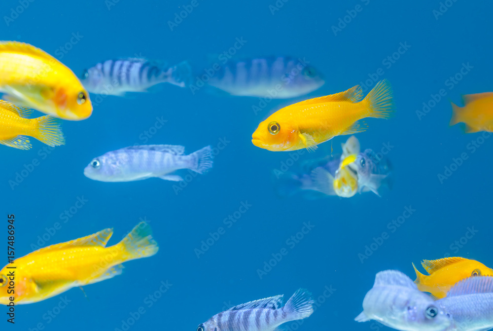 Naklejka premium Malawi cichlids,Tropical fish in aquarium