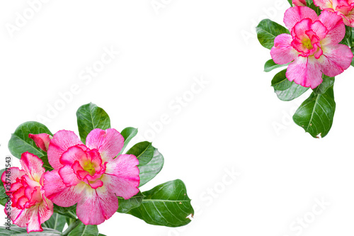 close up tree adenium on black pot isolated