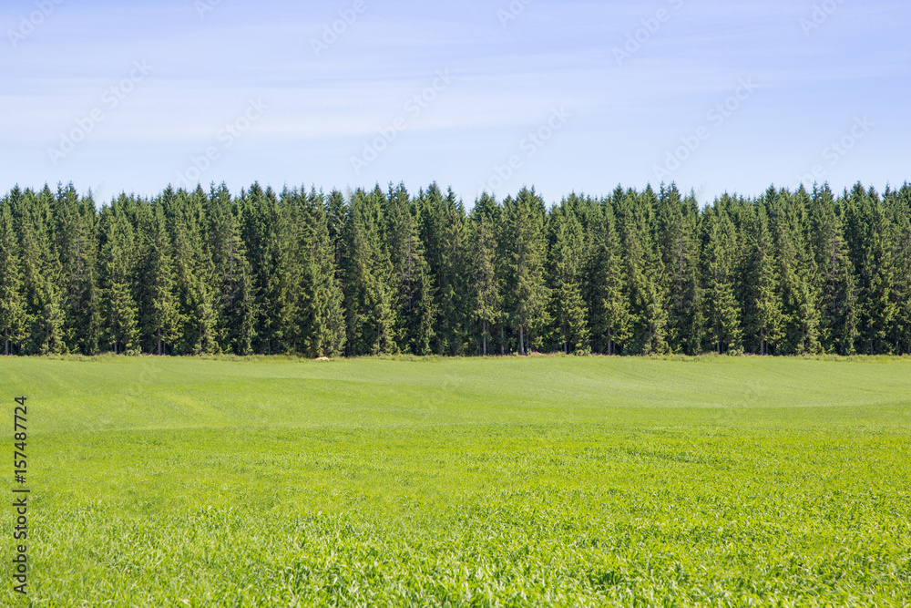 Obraz premium Landscape with pine forests