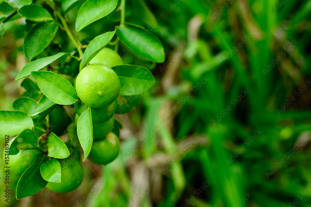 Obraz premium Lime trees nature blur focus bokeh
