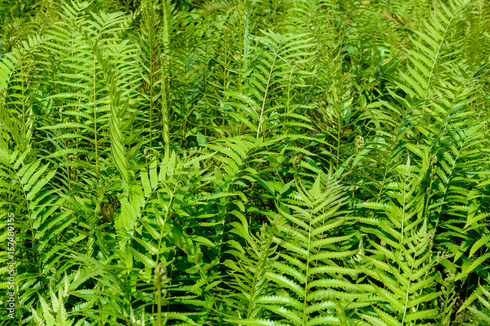 fern leaf pattern nature fern leaf pattern nature
