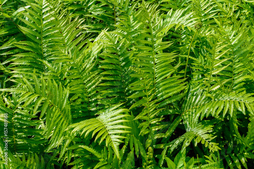 fern leaf pattern nature