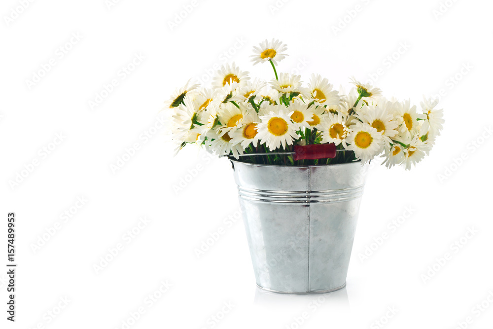Chamomile in a bucket on a white background