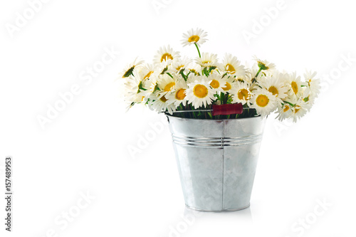 Chamomile in a bucket on a white background