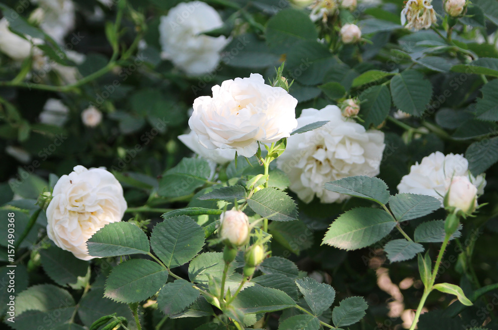 Roses in the summer garden Roses in the summer garden