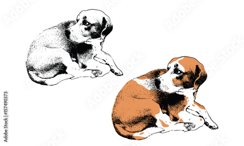 beagle dog vector