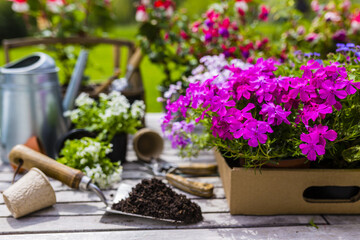Seedlings of colorful flowers for planting in the garden. 