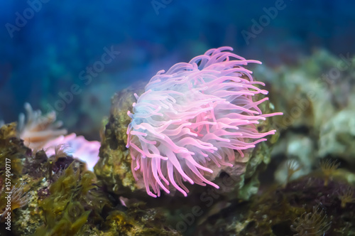 Fototapeta Naklejka Na Ścianę i Meble -  Beautiful pink sea coral plant