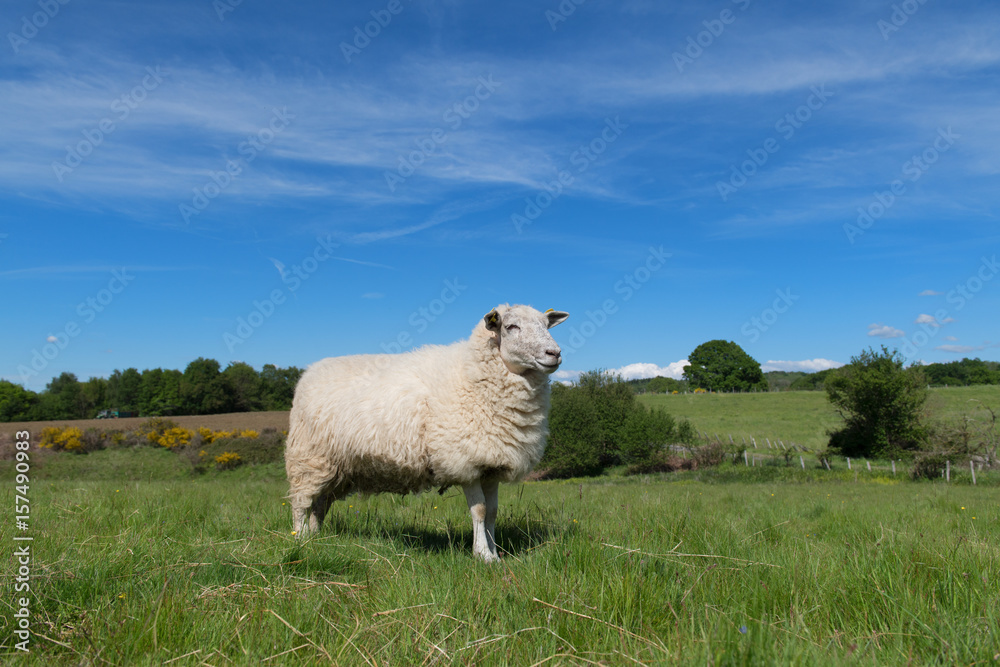 Obraz premium White sheep in landscape