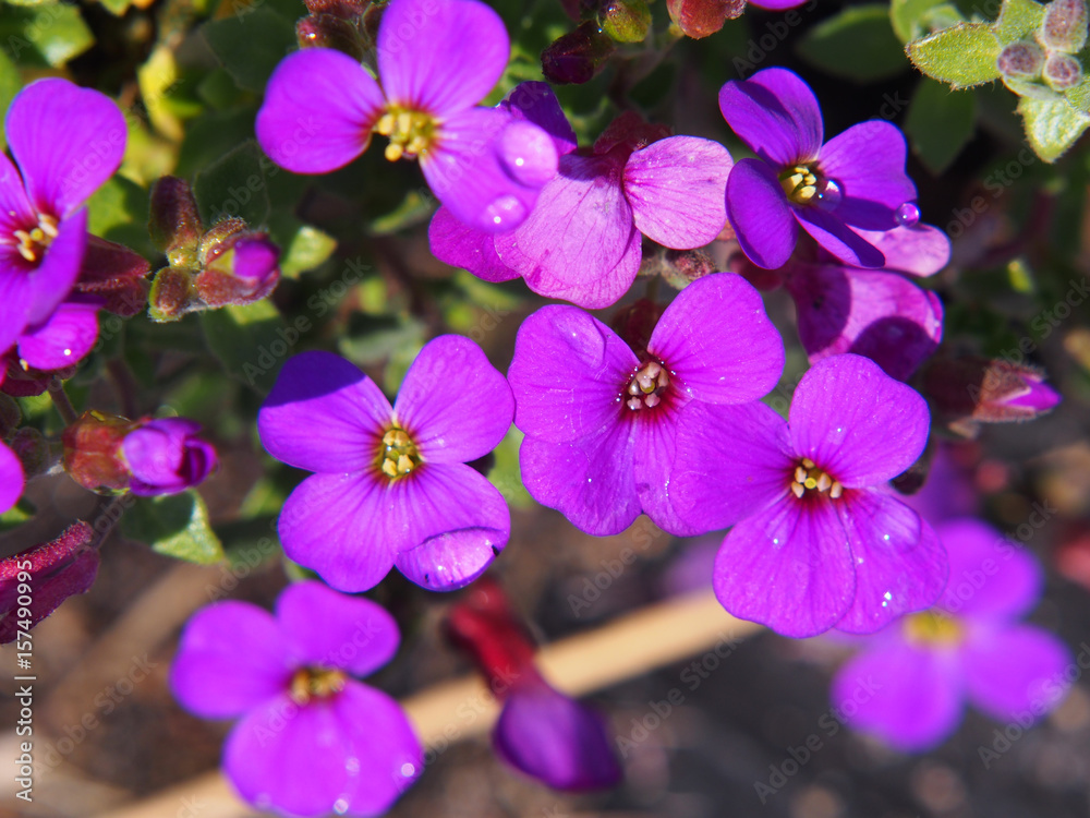 Aubrieta cultorum - beautiful spring flowers in the garden 
