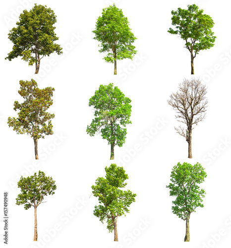 isolated tree, collections tree isolated on white background