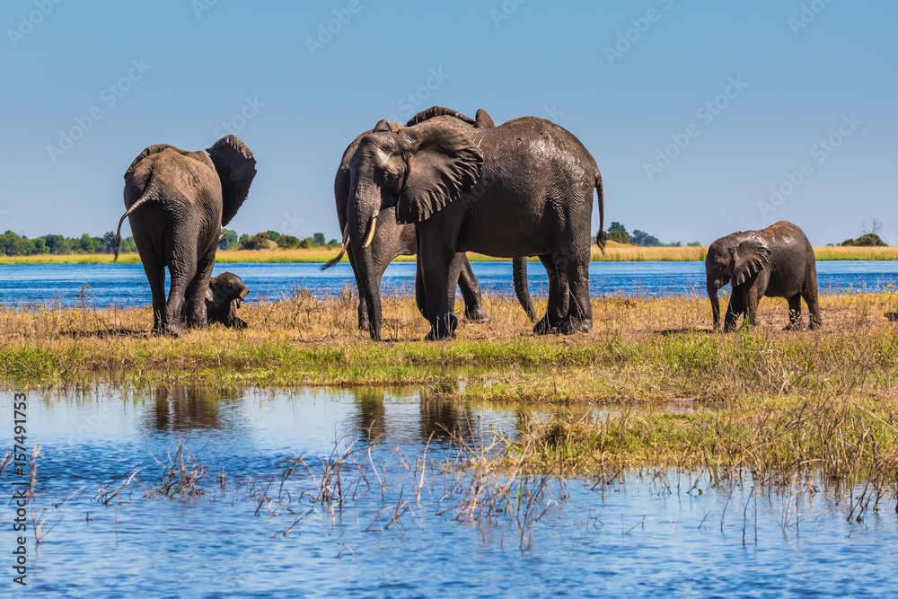 Fototapeta premium Africa. Herd of elephants