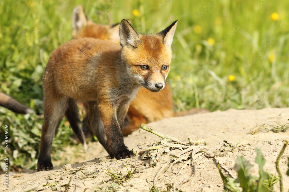 cute red fox puppy near the burrow