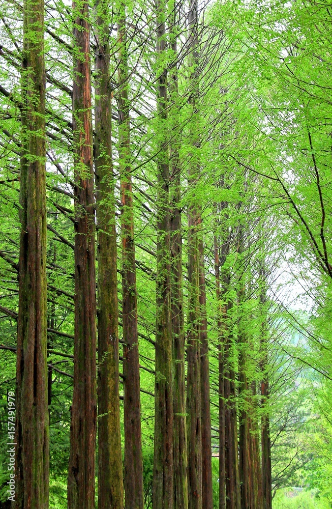 Row of green ginkgo trees in the park at Namiseom or nami Island, Chuncheon-si, Gangwon-do, South of Korea Row of green ginkgo trees in the park at Namiseom or nami Island, Chuncheon-si, Gangwon-do, South of Korea