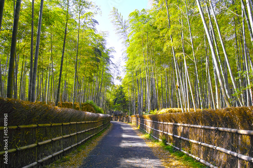 京都 竹林と小道
