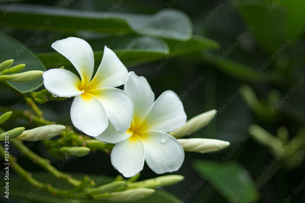 Branch of tropical flowers frangipani (plumeria) of thailand