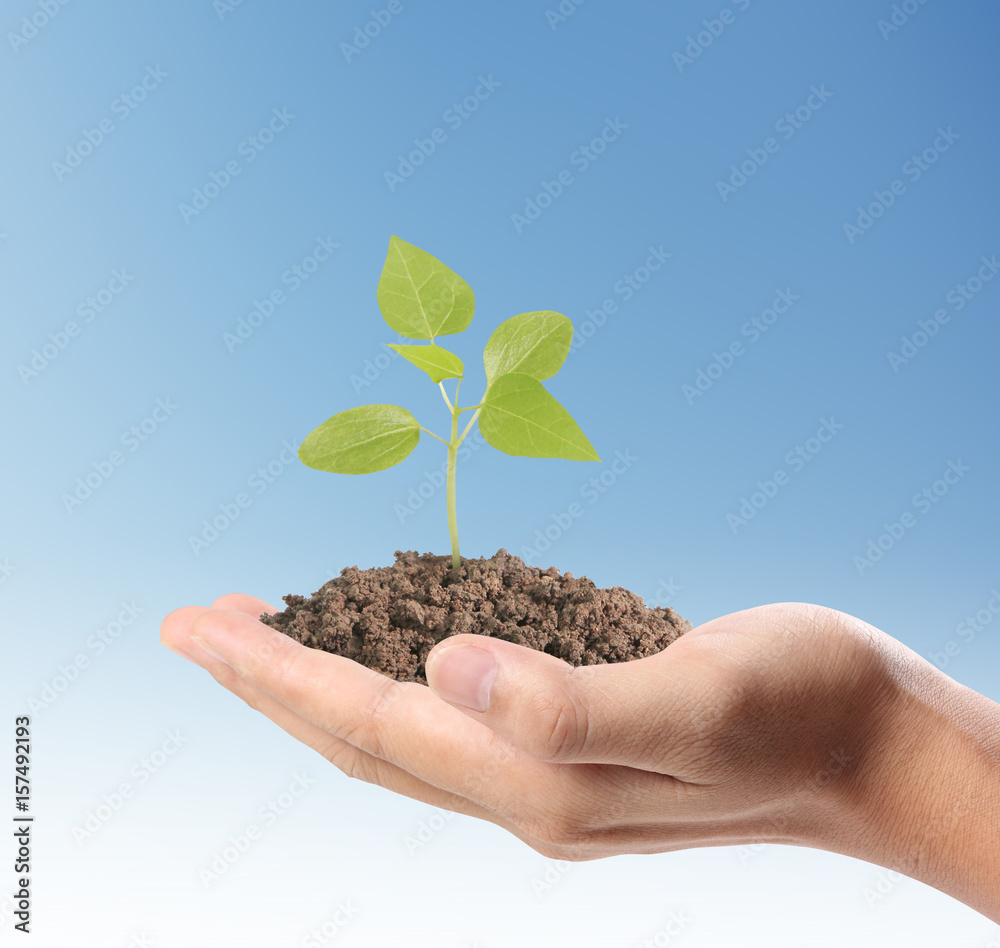 hands holding plant hands holding plant
