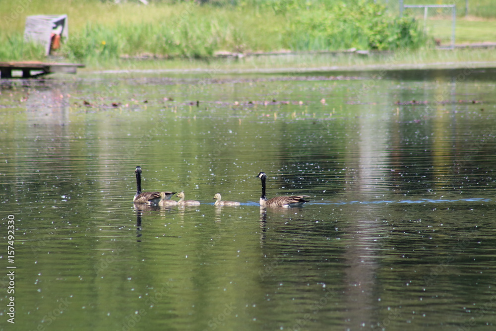 Two adult geese swimming in a small lake with goslings Two adult geese swimming in a small lake with goslings