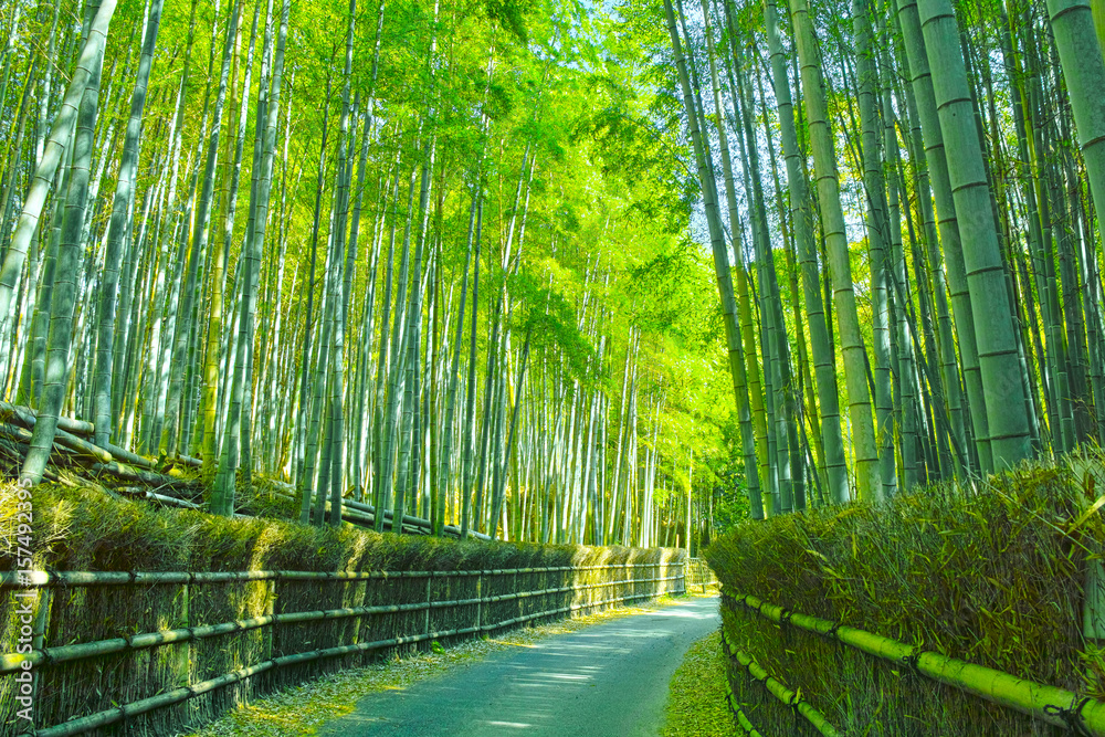 Obraz premium Bambusowy las i ścieżka w Kioto