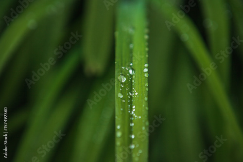 Drops of dew on the green leaves of the day-lily.