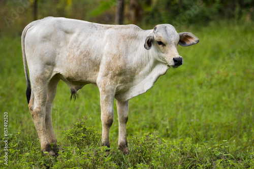 Image of white cow on nature background. Animal farm