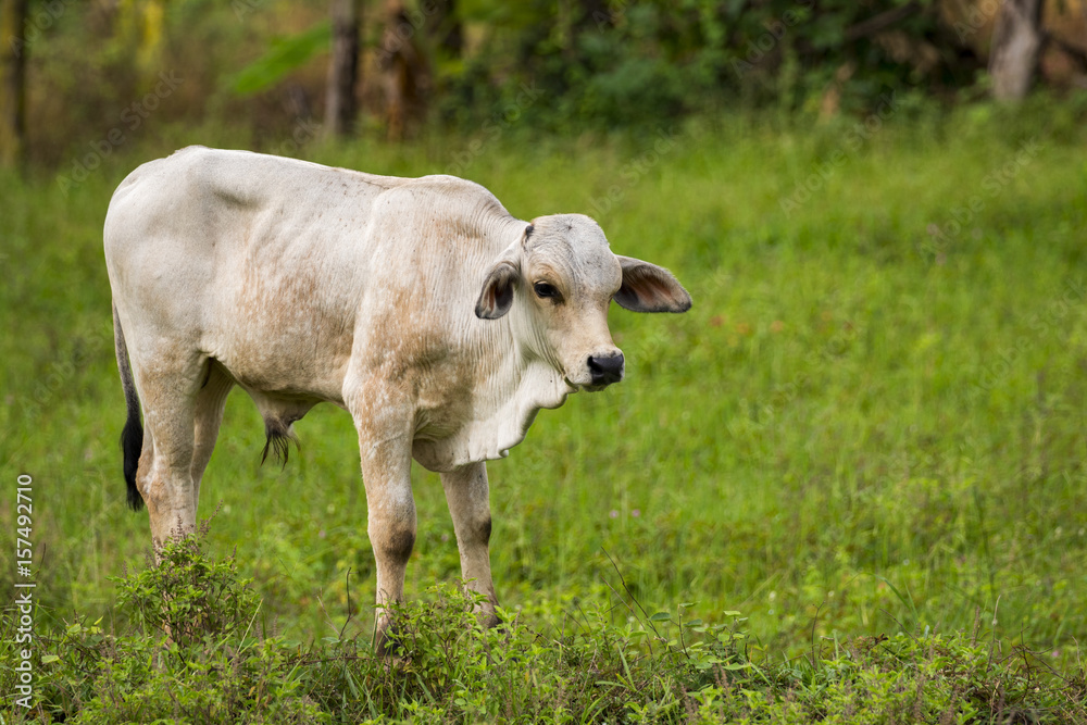 Image of white cow on nature background. Animal farm Image of white cow on nature background. Animal farm