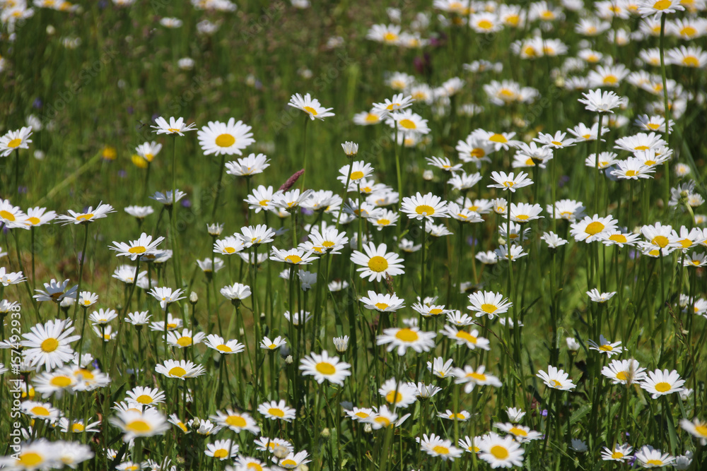 Margeriten Margeriten