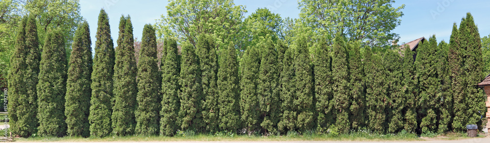 Ideal long and high green fence from evergreen coniferous trees Ideal long and high green fence from evergreen coniferous trees