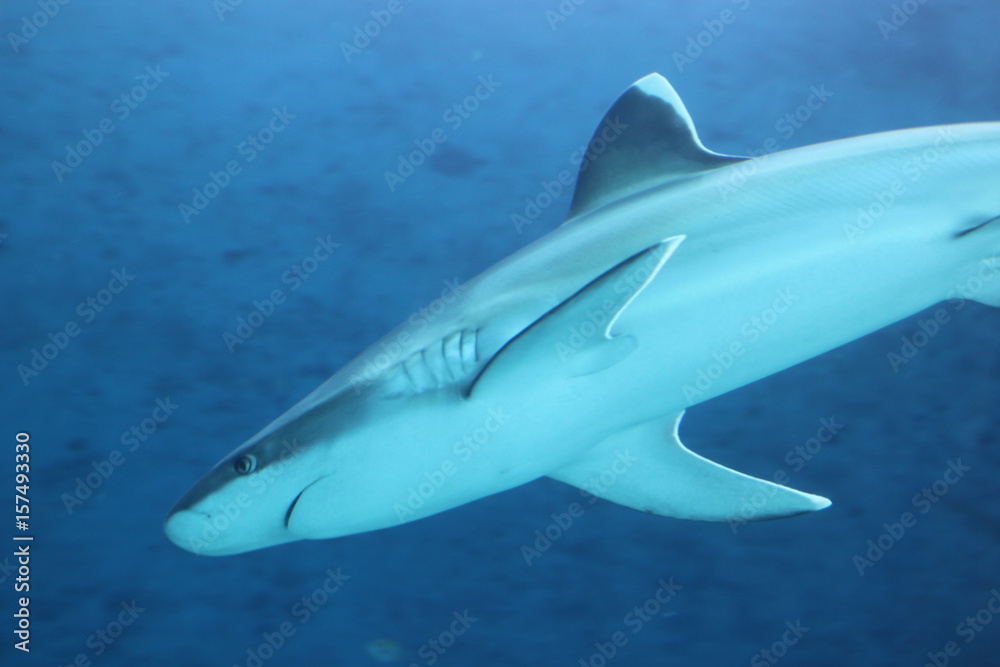 Fototapeta premium Shark