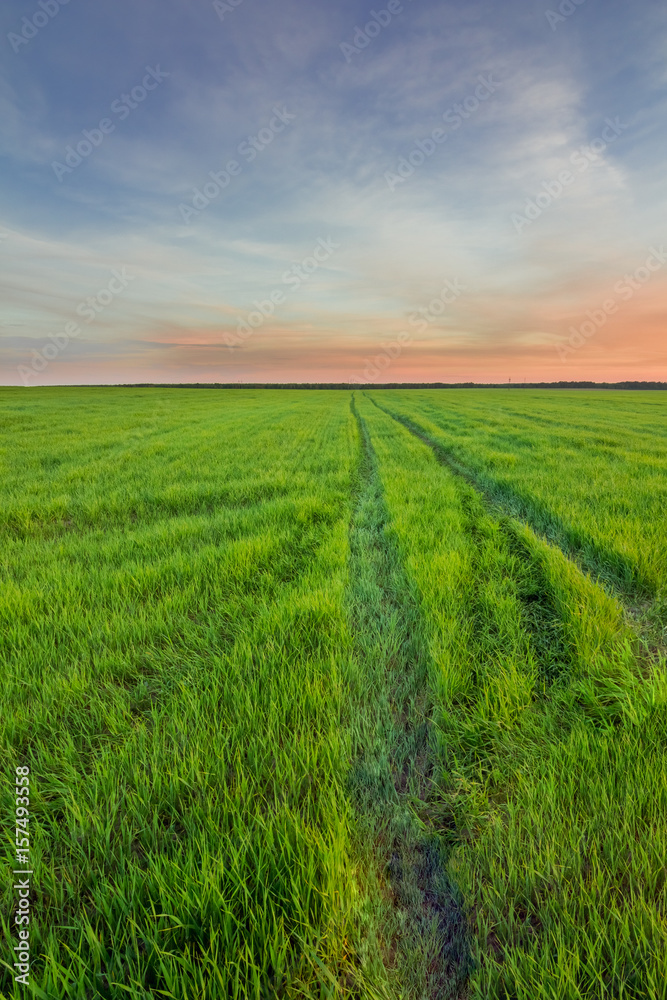 Obraz premium Rural road in a field with green grass