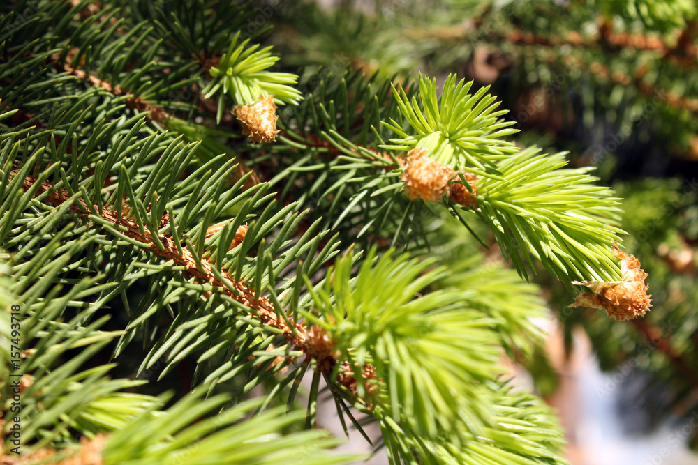 Tree branches close-up Tree branches close-up
