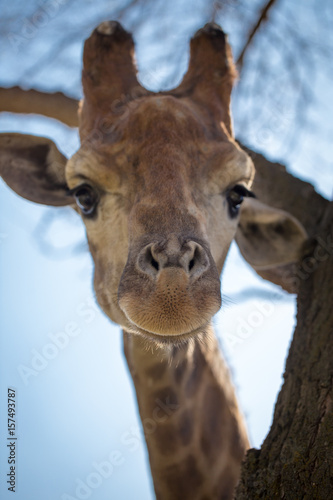 Portrait of a giraffe on a wood background