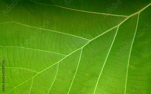 Textures and stripes of green leaves. Have a name "Tectona grandis". Close-up and blur